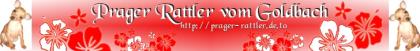 PRAGER RATTLER Pra sk Krysar k Zucht vom Goldbach