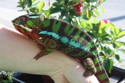 Pantherchamäleons - Furcifer pardalis ambilobe NZ 07/10