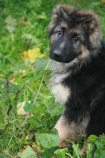 Langhaar Schäferhundwelpe