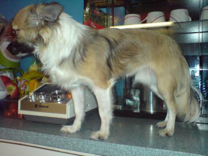Langhaar Chihuahua