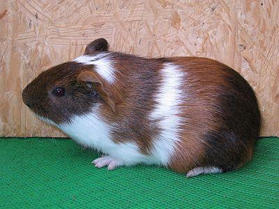 Cuys Cuy Cuyes Riesenmeerschweinchen