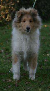 Colliejunghunde Colliewelpen