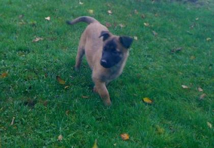 2 weib. Malinois-Welpen/ Belgischer Schäferhund
