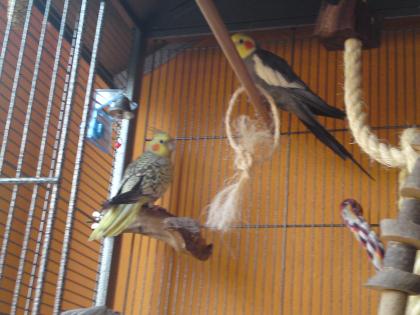 Handzahmes Nymphensittich-Pärchen sucht neues Zuhause