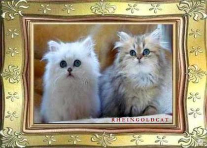 Zauberhafte Perserbabys mit Nase Langhaar Papiere Chinchilla Silver Golden