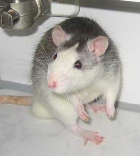 Rattebweibchen sucht neues Zuhause