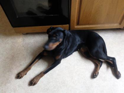 Dobermann Hündin reinrassig ohne Papiere 1 Jahr alt