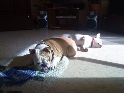 Engliche bulldogge