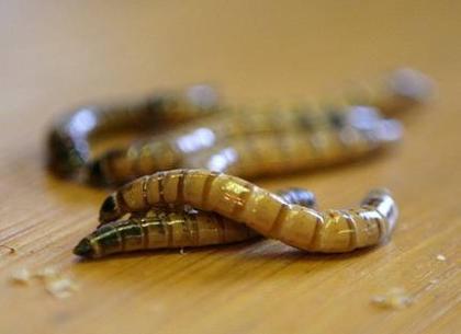 Viele Futterinsekten Terrarien Zubehör Pflanzen aus Thüringen