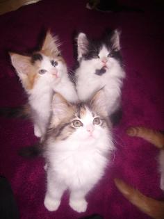 Maine Coon