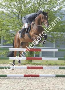 Nekton x Candillo Wallach Springpferd