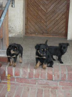 Süsse Welpen Schäferhund-Labrador- Mix Familienhund Anfängerhund
