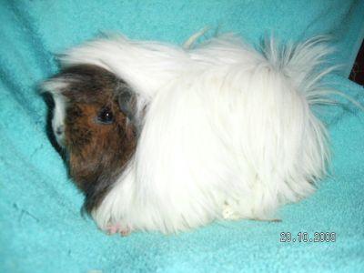 Süße Meerschweinchen direkt vom Züchter aus liebevoller kleiner Hobbyzucht