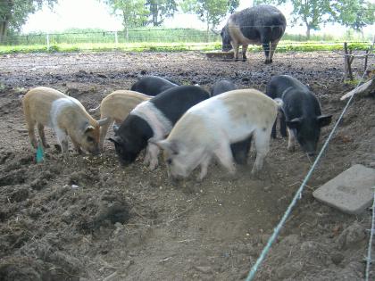 Wollschwein-Sattelschwein-Mixeber