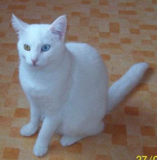 Verschenke Weiße Hauskatze