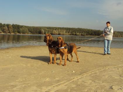 Bloodhound