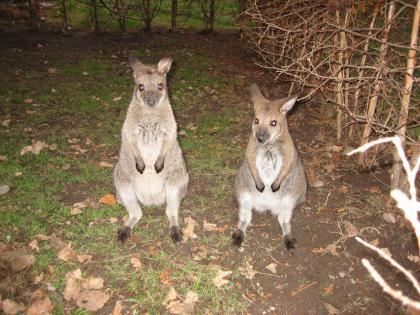 Bennett Känguru Wallaby