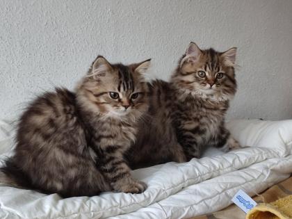 4 Süßes BKH und BLH-Kitten
