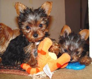 2 süße Mini Yorkshire Terrier Welpen black tan