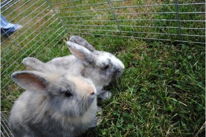 Benji sucht dringend ein tolles zu Hause