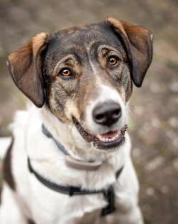 NENITA - Mischling - 2 Jahre - Tierhilfe-Franken e. V.