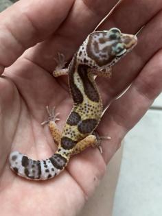 0. 1 Aptor Het Diablo Blanco Leopardgecko Weibchen Enz 23 abzugeben Übergabe Hamm möglich