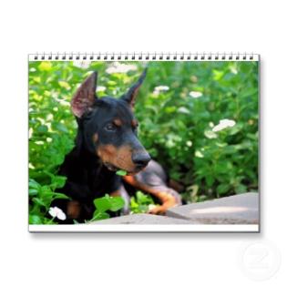 Wunderschöne Dobermannwelpen