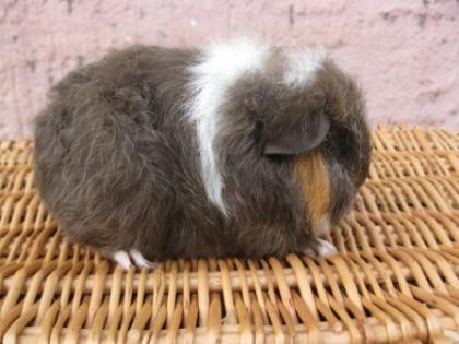 Wunderschöne Rassemeerschweinchen