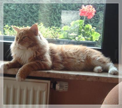 Eragon sucht liebe Schmuser