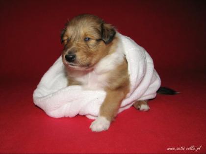 COLLIE langhar Welpen MDR1 /