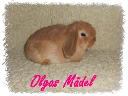 Süsse NHD und Mini Lop