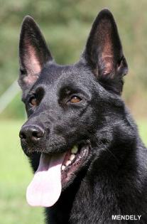Schwarze Schäferhundwelpen ohne Inzucht
