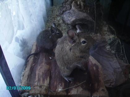Degus männlich und weiblich