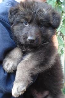 Altdeutsche Schäferhund Welpen