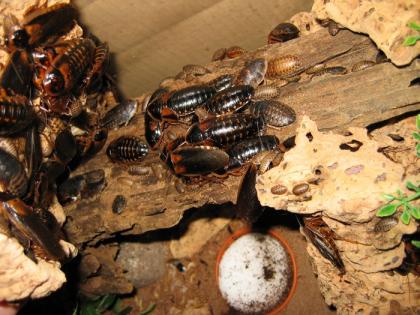 Argentinische Waldschaben Blaptica dubia