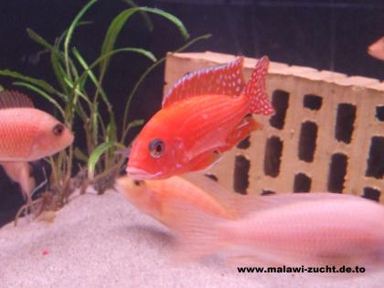 Aulonocara Firefish Seifert Line