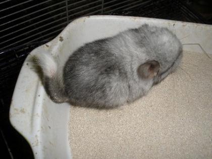 Chinchilla Weibchen abzugeben