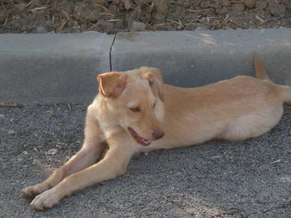 VERMISST PODENCO MIX WElPEN