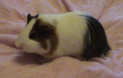 Sehr hübsches junges Meerschweinchen zu verkaufen suche dagegen evt Kaninchen