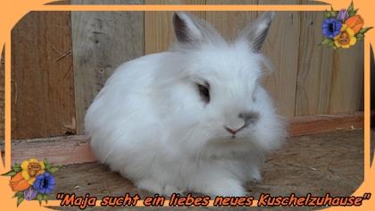 Maja sucht ein liebes neues Zuhause.