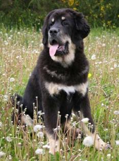 Liebevolle Tibette Dogge Zucht von Champions Wurf