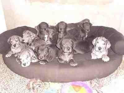 Deutsche Doggen Welpen suchen ab den 16. 01. 2022 ein neues Kuschelsofa
