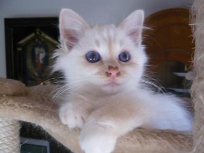 Super süße birma kitten
