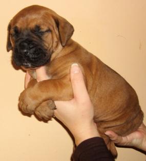 TOSA INU WELPEN