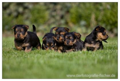 Australian Terrier Jumpers Welpen
