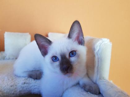 Siamkater alte Art der Siam Thaikaterchen Kitten Baby