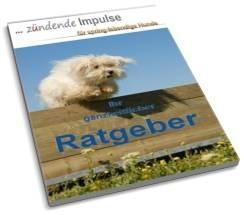 Durchfall beim Hund
