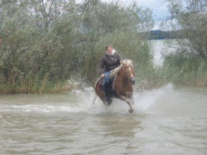 Sport Araber-Haflinger Wallach 4 5j. flottes pferd