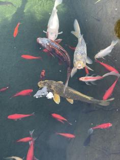 Teich mit Fische und Zubehör