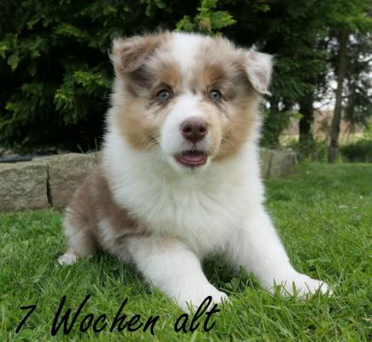 Reinrassiger Australian Shepherd Welpe red-merle weiblich